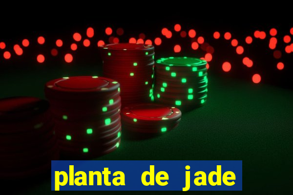 planta de jade significado espiritual